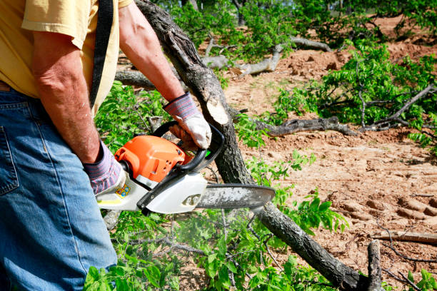 Organic Lawn Care Solutions in Atlantic Beach, NY